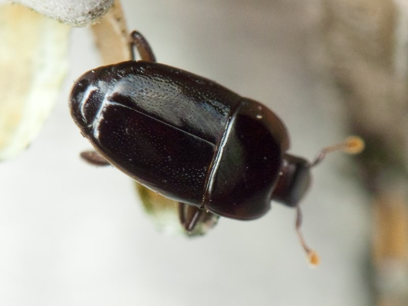 Platylomalus complanatus (Panzer, 1797)
